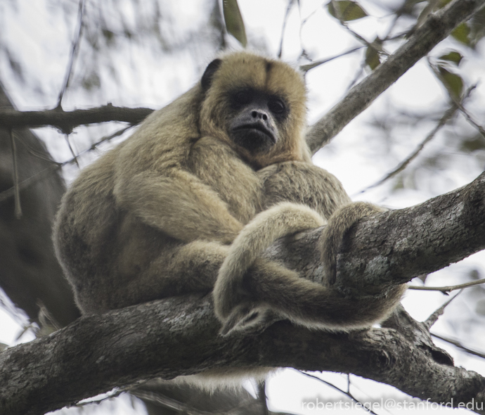 pantanal 2014